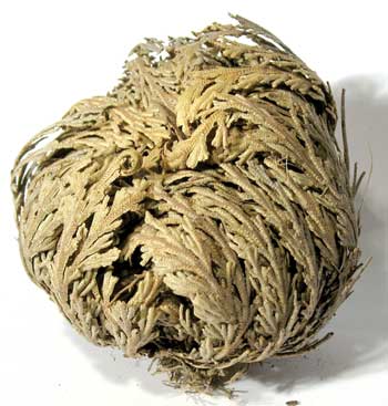 Rose Of Jericho Flowers 6 Pk (Selaginella Lepidophylla)