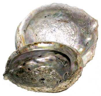Abalone Shell Incense Burner 5"- 6"