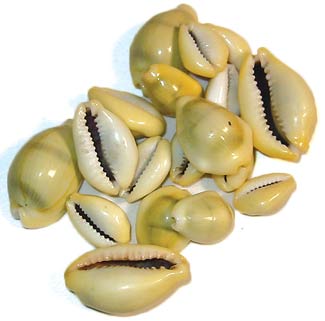 Cowrie Shells 16 - 18 Pcs