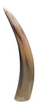 Polished Horn End 12"