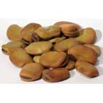 Mojo Wish Bean 1oz (Vicia Faba)