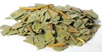 Eucalyptus Cut (Eucalyptus Globulus) 1 Lb