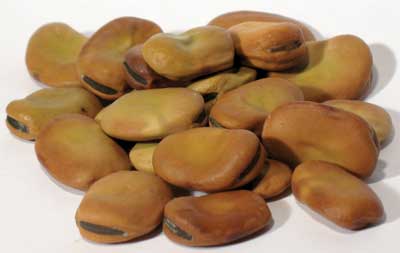 Mojo Wish Beans (Vicia Faba) 1 Lb