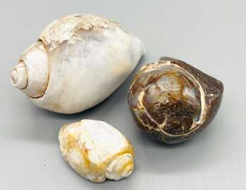 Snail Shell Specimen