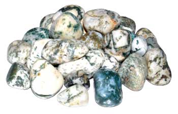 1 Lb Tree Agate Tumbled Stones
