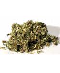 Mugwort Cut 1oz (Artemisia Vulgaris)