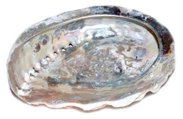 Abalone Shell Incense Burner (Limited Quanity) 4"