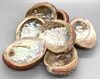 Abalone Shell Incense Burner 3-4"