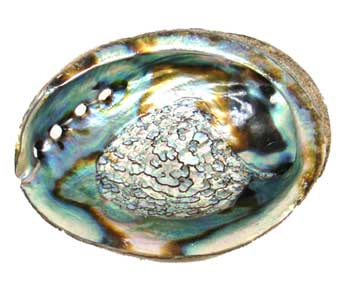 Abalone Shell Incense Burner 3" - 4"