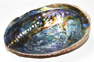 Abalone Shell Incense Burner (A Quality) 6"- 7"